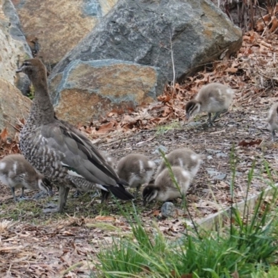 Chenonetta jubata (Australian Wood Duck) at Sullivans Creek, Lyneham South - 26 Oct 2020 by JackyF