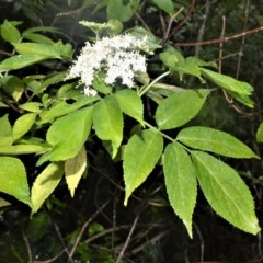 Sambucus australasica (Native Elderberry, Yellow Elderberry, Native Elder) at Cambewarra Range Nature Reserve - 27 Oct 2020 by plants