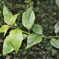 Deeringia amaranthoides at Kangaroo Valley, NSW - 27 Oct 2020 by plants