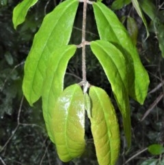 Palmeria scandens (Anchor Vine, Pomegranate Vine) at Kangaroo Valley, NSW - 27 Oct 2020 by plants