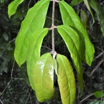 Palmeria scandens (Anchor Vine, Pomegranate Vine) at Kangaroo Valley, NSW - 27 Oct 2020 by plants