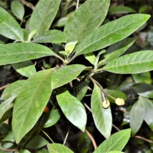 Psychotria loniceroides at Kangaroo Valley, NSW - 27 Oct 2020 10:51 PM