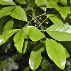 Elaeodendron australe var. australe (red olive plum) at Kangaroo Valley, NSW - 27 Oct 2020 by plants