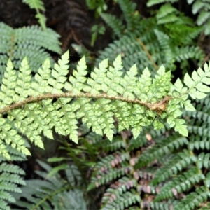 Polystichum australiense at Kangaroo Valley, NSW - 27 Oct 2020