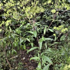 Senecio minimus (Shrubby Fireweed) at Kangaroo Valley, NSW - 27 Oct 2020 by plants