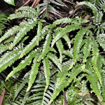 Adiantum hispidulum var. hispidulum (Rough Maidenhair) at Kangaroo Valley, NSW - 27 Oct 2020 by plants