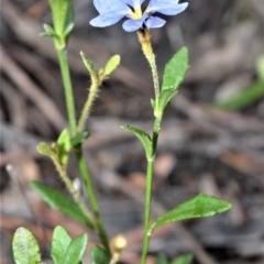 Dampiera stricta (Blue Dampiera) at Morton National Park - 27 Oct 2020 by plants