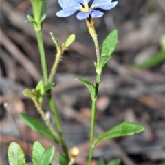 Dampiera stricta (Blue Dampiera) at Fitzroy Falls - 27 Oct 2020 by plants