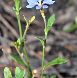 Dampiera stricta at Barrengarry, NSW - 27 Oct 2020