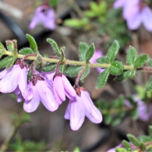 Tetratheca thymifolia at Fitzroy Falls - 27 Oct 2020