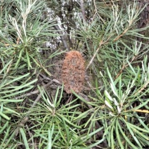 Banksia spinulosa var. cunninghamii at Morton National Park - 27 Oct 2020