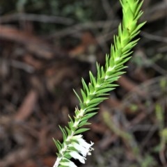 Epacris calvertiana var. calvertiana at Fitzroy Falls - 27 Oct 2020 by plants