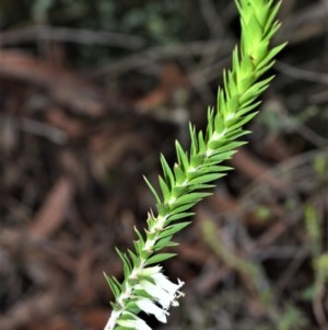 Epacris calvertiana var. calvertiana at Fitzroy Falls - 27 Oct 2020