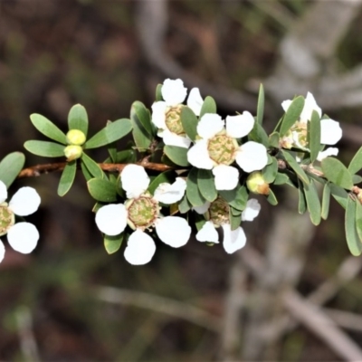 Gaudium trinervium (Paperbark Teatree) at Fitzroy Falls - 27 Oct 2020 by plants