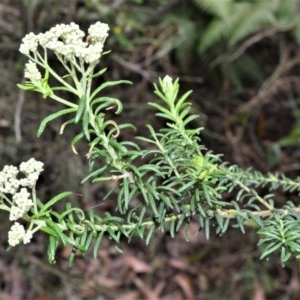 Ozothamnus diosmifolius at Mount Murray, NSW - 27 Oct 2020