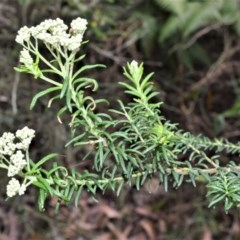 Ozothamnus diosmifolius (rice flower, white dogwood, pill flower, sago bush) at Mount Murray, NSW - 26 Oct 2020 by plants
