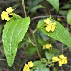 Goodenia ovata (Hop Goodenia) at - 26 Oct 2020 by plants