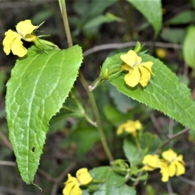 Goodenia ovata (Hop Goodenia) at Mount Murray - 27 Oct 2020 by plants