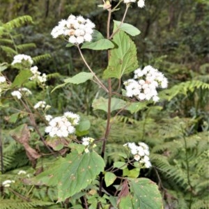 Ageratina adenophora at Mount Murray - 27 Oct 2020 05:39 AM