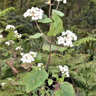 Ageratina adenophora (Crofton Weed) at - 26 Oct 2020 by plants