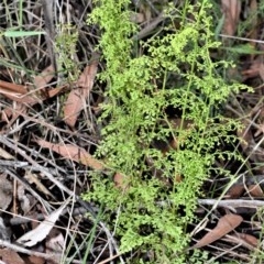 Lindsaea microphylla (Lacy Wedge-fern) at Mount Murray - 27 Oct 2020 by plants