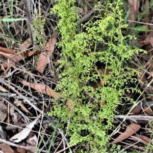 Lindsaea microphylla at Mount Murray, NSW - 27 Oct 2020 05:40 AM