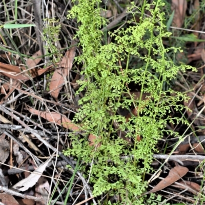 Lindsaea microphylla (Lacy Wedge-fern) at Mount Murray, NSW - 26 Oct 2020 by plants