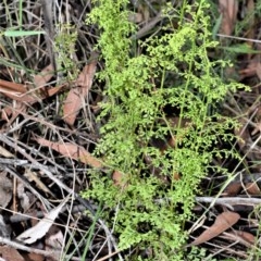 Lindsaea microphylla (Lacy Wedge-fern) at Mount Murray, NSW - 26 Oct 2020 by plants