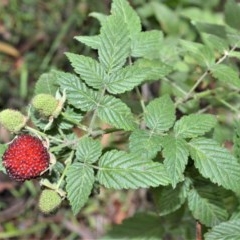 Rubus rosifolius (Rose-leaf Bramble) at Mount Murray, NSW - 27 Oct 2020 by plants