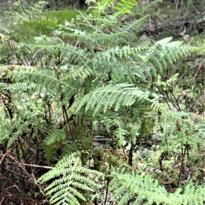 Hypolepis glandulifera (Downy Ground Fern) at Wingecarribee Local Government Area - 26 Oct 2020 by plants