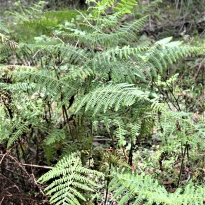 Hypolepis glandulifera (Downy Ground Fern) at Mount Murray - 27 Oct 2020 by plants