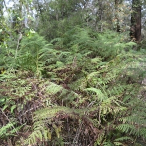 Hypolepis glandulifera at Macquarie Pass National Park - 27 Oct 2020