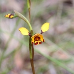 Diuris semilunulata (Late Leopard Orchid) at Mount Majura - 27 Oct 2020 by petersan