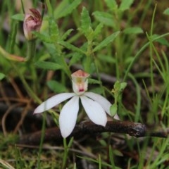 Caladenia moschata (Musky Caps) at Mount Majura - 27 Oct 2020 by petersan