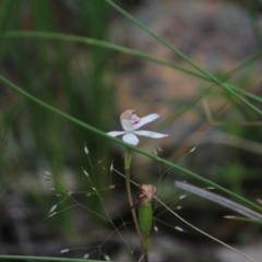 Caladenia moschata at Downer, ACT - suppressed