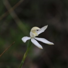 Caladenia moschata (Musky caps) at Downer, ACT - 27 Oct 2020 by petersan