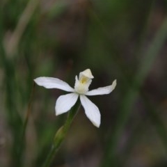 Caladenia moschata at Downer, ACT - 27 Oct 2020