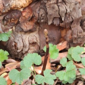 Dipodium roseum at Downer, ACT - 27 Oct 2020