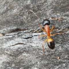 Camponotus consobrinus (Banded sugar ant) at Holt, ACT - 27 Oct 2020 by trevorpreston