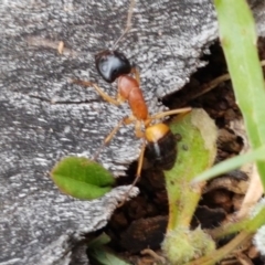 Camponotus consobrinus at Holt, ACT - 27 Oct 2020