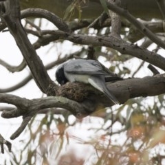 Coracina novaehollandiae (Black-faced Cuckooshrike) at The Pinnacle - 27 Oct 2020 by AlisonMilton