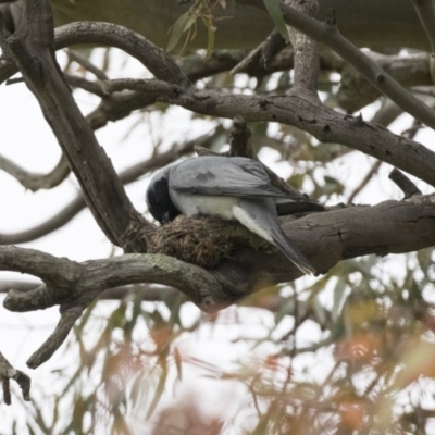 Coracina novaehollandiae (Black-faced Cuckooshrike) at Hawker, ACT - 26 Oct 2020 by AlisonMilton