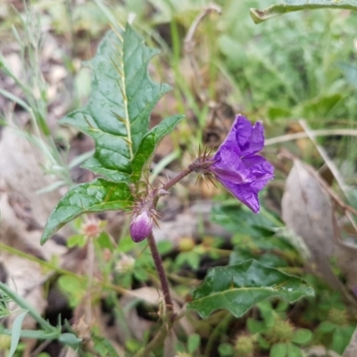 Solanum cinereum (Narrawa Burr) at Holt, ACT - 27 Oct 2020 by trevorpreston