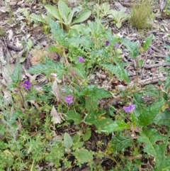 Solanum cinereum at Holt, ACT - 27 Oct 2020