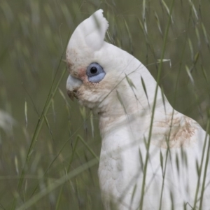 Cacatua sanguinea at Hawker, ACT - 27 Oct 2020