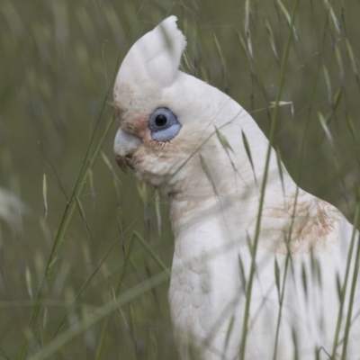 Cacatua sanguinea (Little Corella) at The Pinnacle - 26 Oct 2020 by Alison Milton