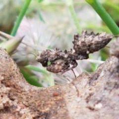 Paraoxypilus tasmaniensis (Black bark mantis or Boxing mantis) at Ginninderry Conservation Corridor - 27 Oct 2020 by trevorpreston