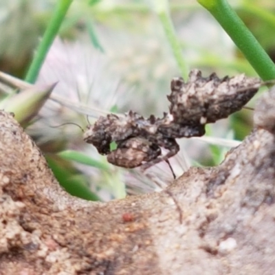 Paraoxypilus tasmaniensis (Black bark mantis or Boxing mantis) at Holt, ACT - 27 Oct 2020 by trevorpreston