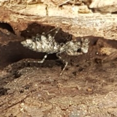 Paraoxypilus tasmaniensis at Holt, ACT - 27 Oct 2020
