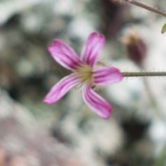 Gypsophila tubulosa (Annual Chalkwort, Chalkwort) at Holt, ACT - 27 Oct 2020 by trevorpreston
